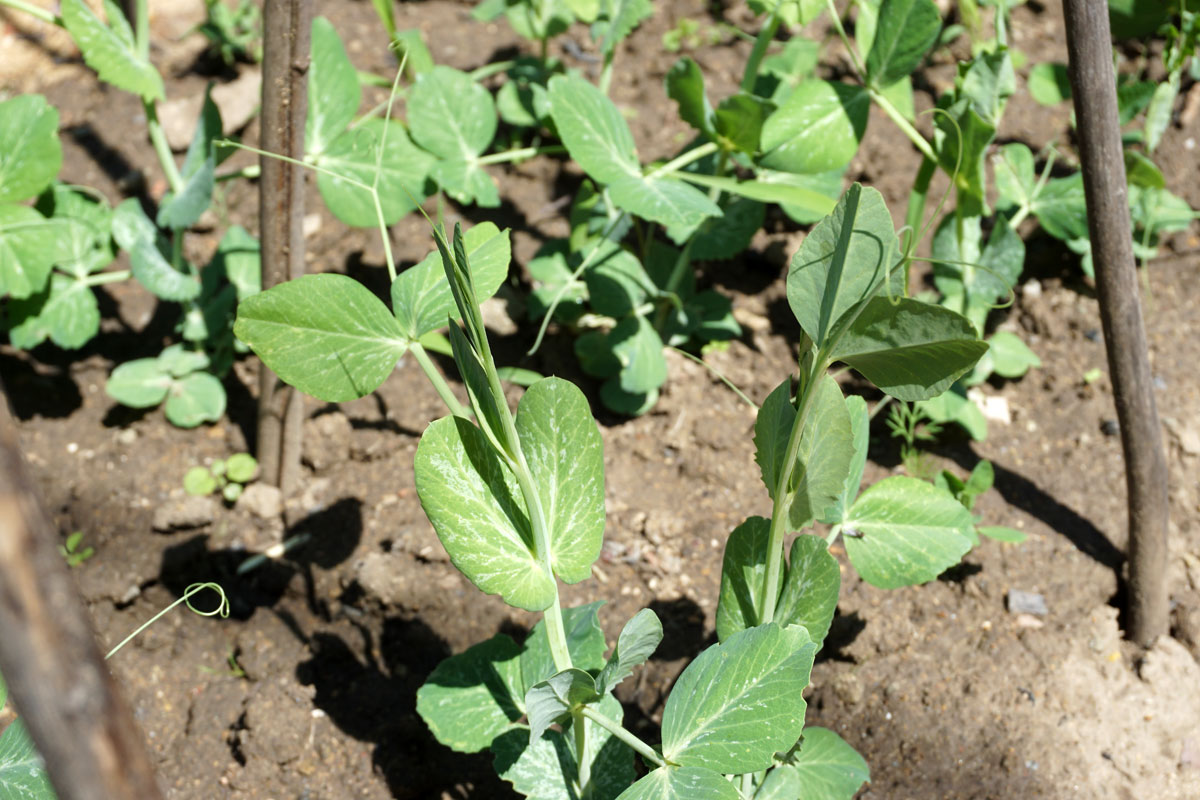 Горох посевной (лат. Pisum sativum)