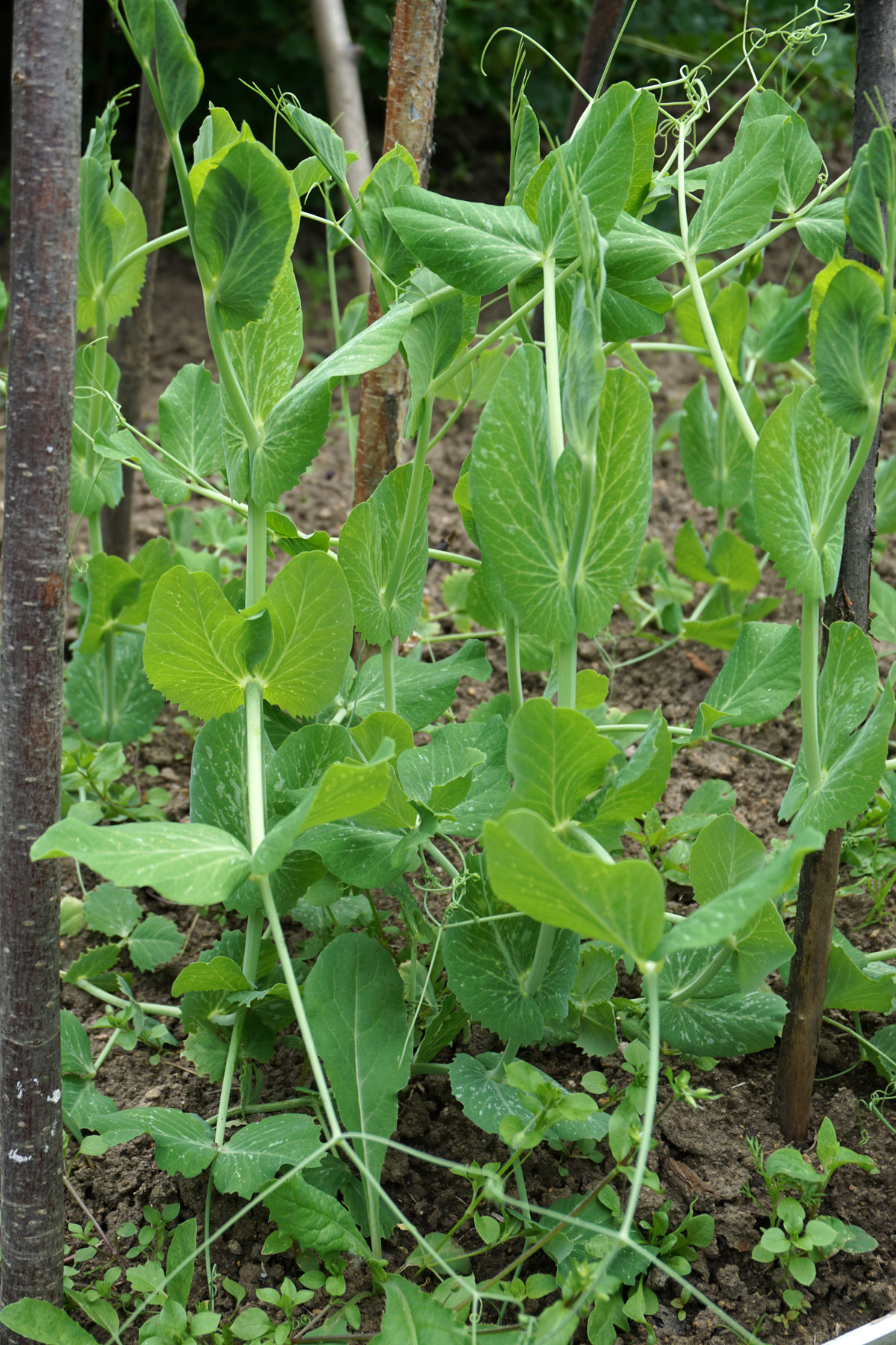 Горох посевной (лат. Pisum sativum)