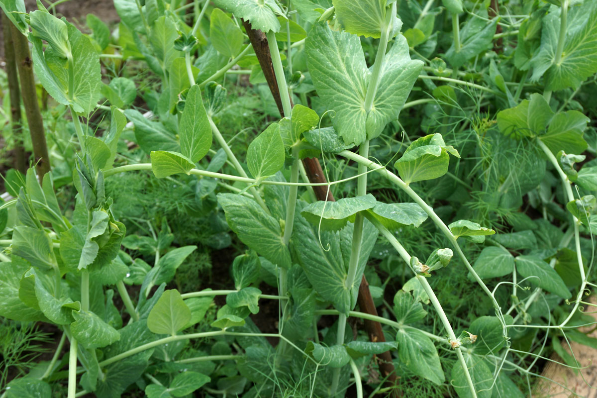 Горох посевной (лат. Pisum sativum)