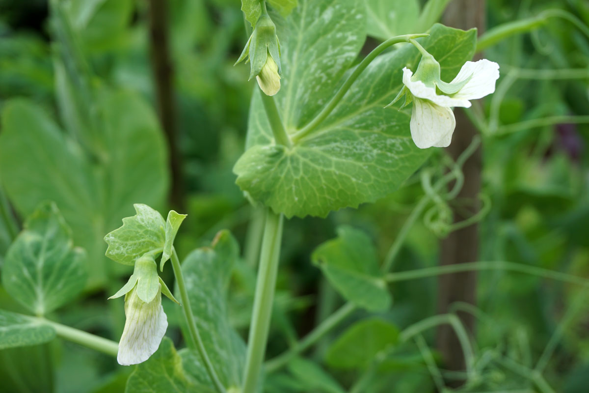 Горох посевной (лат. Pisum sativum)
