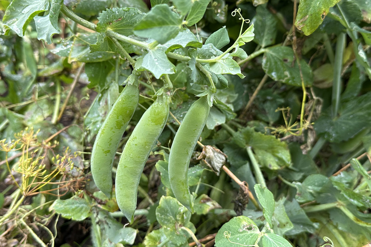 Горох посевной (лат. Pisum sativum)
