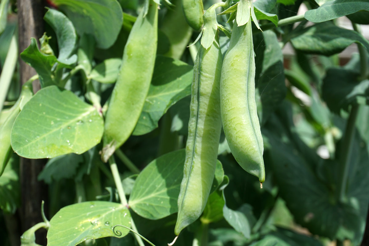 Горох посевной (лат. Pisum sativum)
