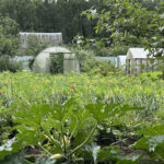 Планировка сада