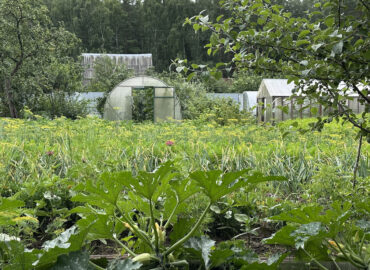 Планировка сада