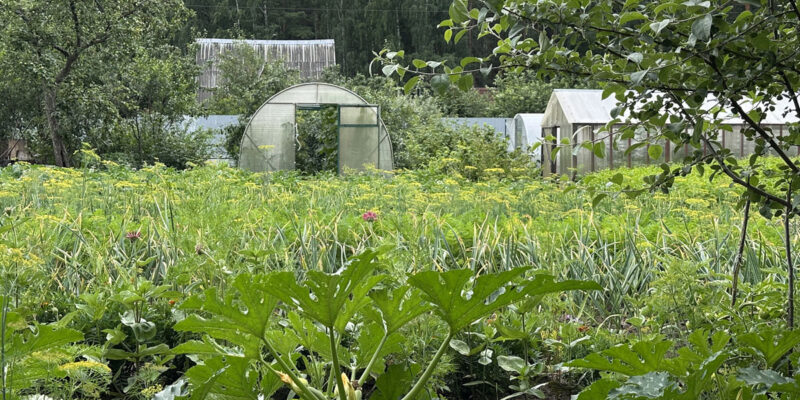 Планировка сада