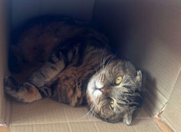 Почему кошки любят коробки?