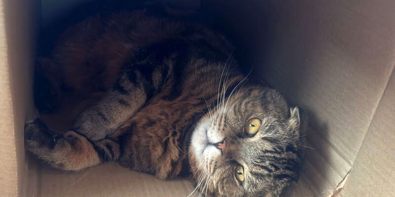 Почему кошки любят коробки?