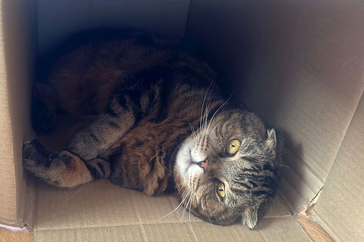 Почему кошки любят коробки?