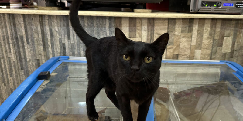 Почему кошки мурлыкают