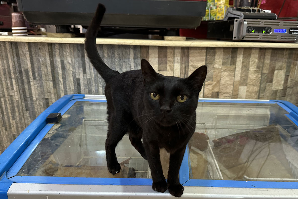 Почему кошки мурлыкают