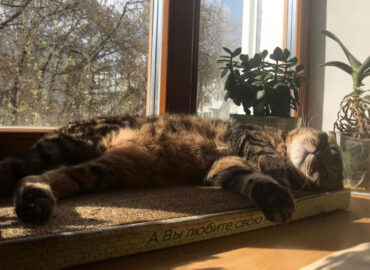 Почему кошки царапают мебель и стены?