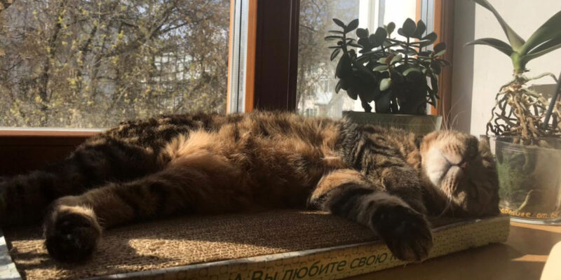 Почему кошки царапают мебель и стены?