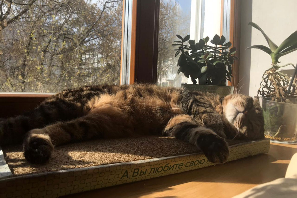 Почему кошки царапают мебель и стены?