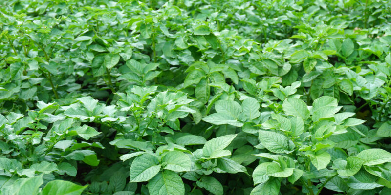 Почему не цветет картофель, будет ли урожай?