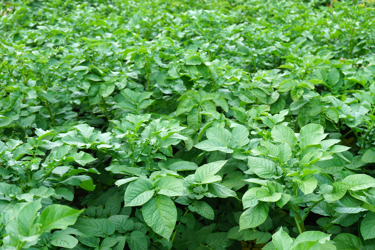 Почему не цветет картофель, будет ли урожай?