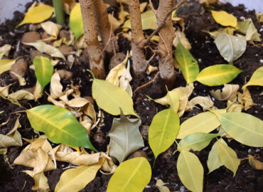 Почему у фикуса Бенджамина опадают листья?