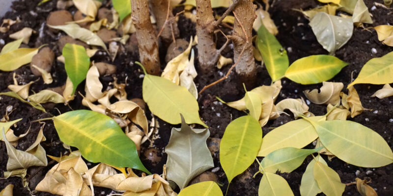 Почему у фикуса Бенджамина опадают листья?