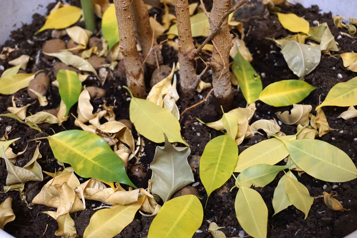 Почему у фикуса Бенджамина опадают листья?