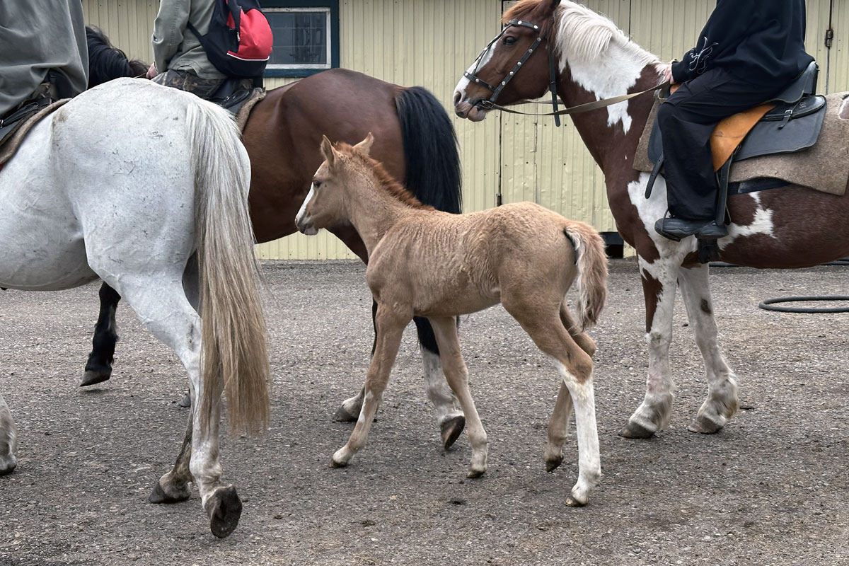 польза конного спорта для здоровья