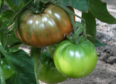 Чем полезны томаты?