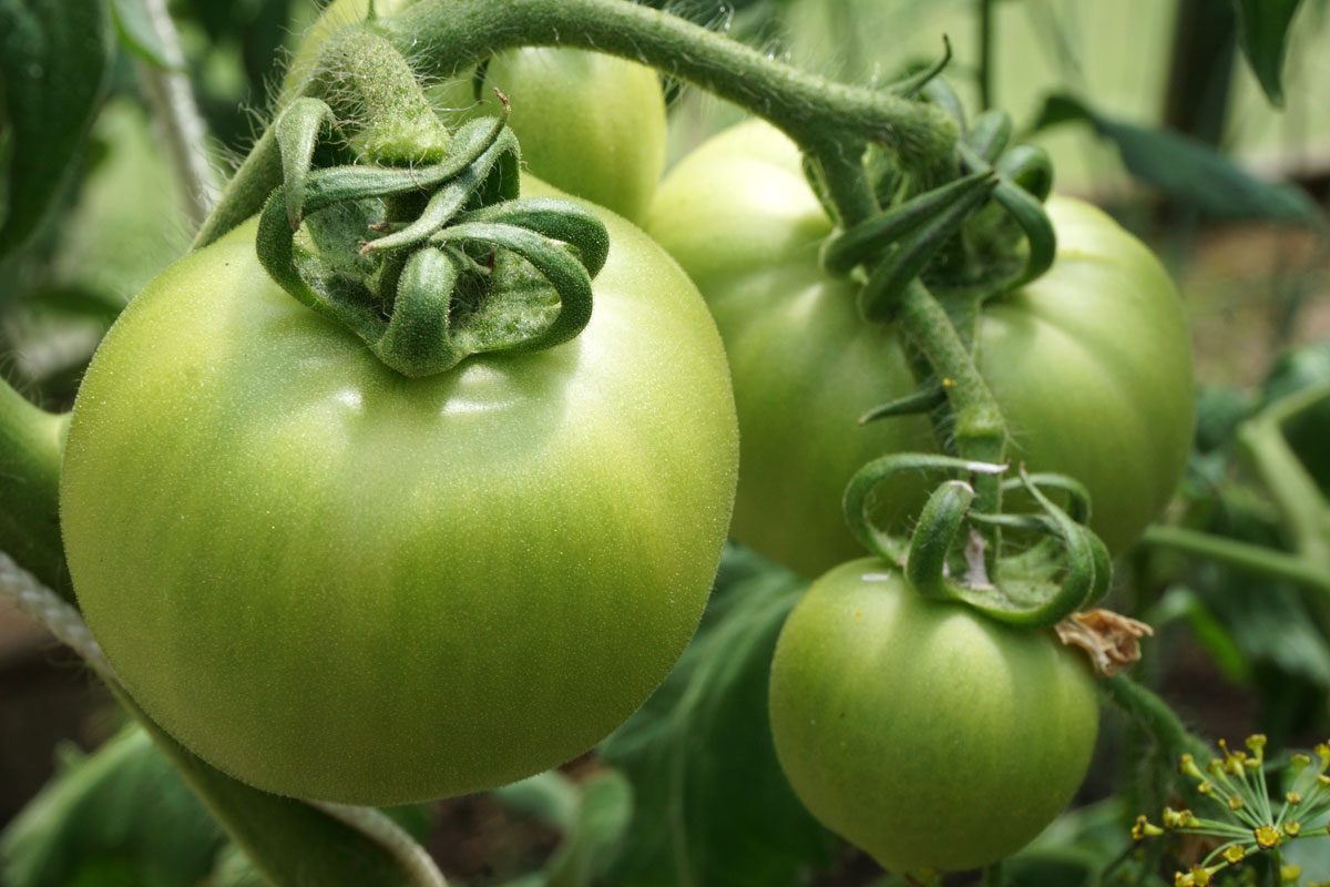 Томаты (лат. Solanum lycopersicum)