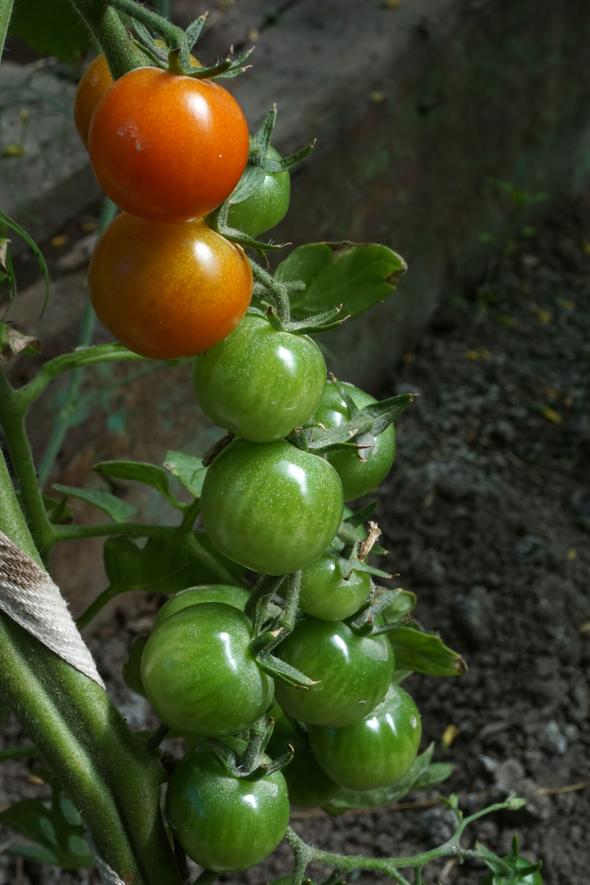 Томаты (лат. Solanum lycopersicum)