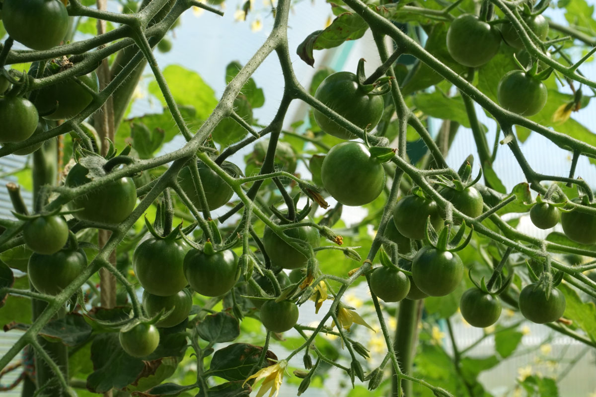 Томаты (лат. Solanum lycopersicum)