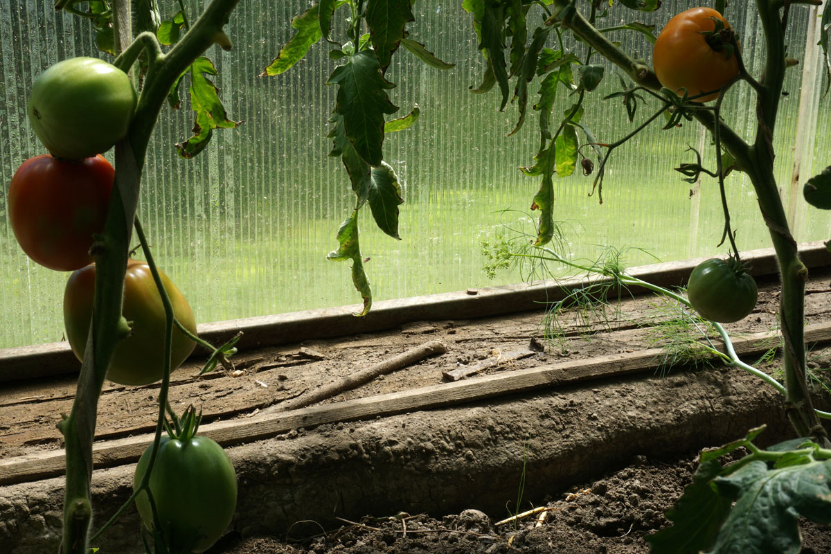 Томаты (лат. Solanum lycopersicum)