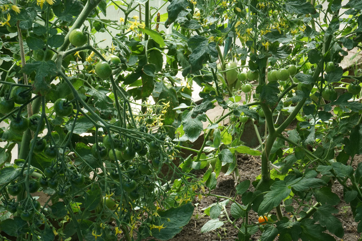 Томаты (лат. Solanum lycopersicum)