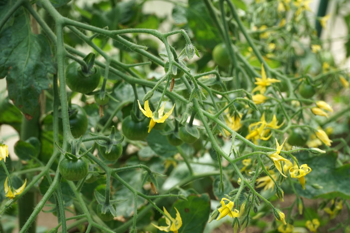 Томаты (лат. Solanum lycopersicum)