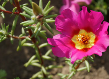 Портулак крупноцветковый (лат. Portulaca grandiflora)