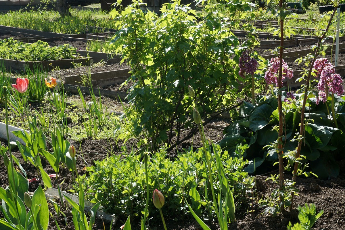 Посев в июне: что еще можно посадить на грядки?