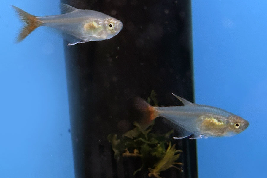 Тетра стеклянная (лат. Prionobrama filigera)