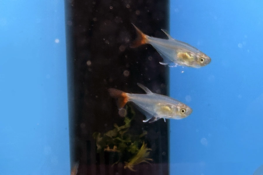 Тетра стеклянная (лат. Prionobrama filigera)