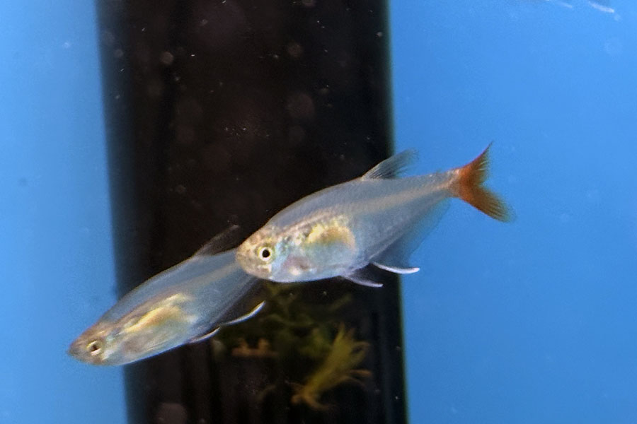 Тетра стеклянная (лат. Prionobrama filigera)