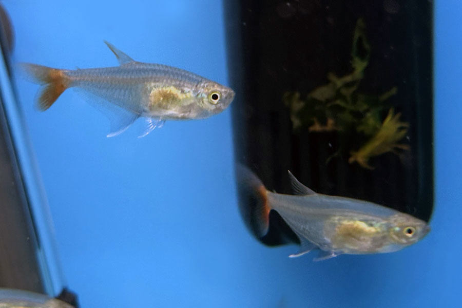 Тетра стеклянная (лат. Prionobrama filigera)