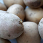 Проращивание картофеля