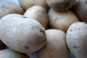 Проращивание картофеля