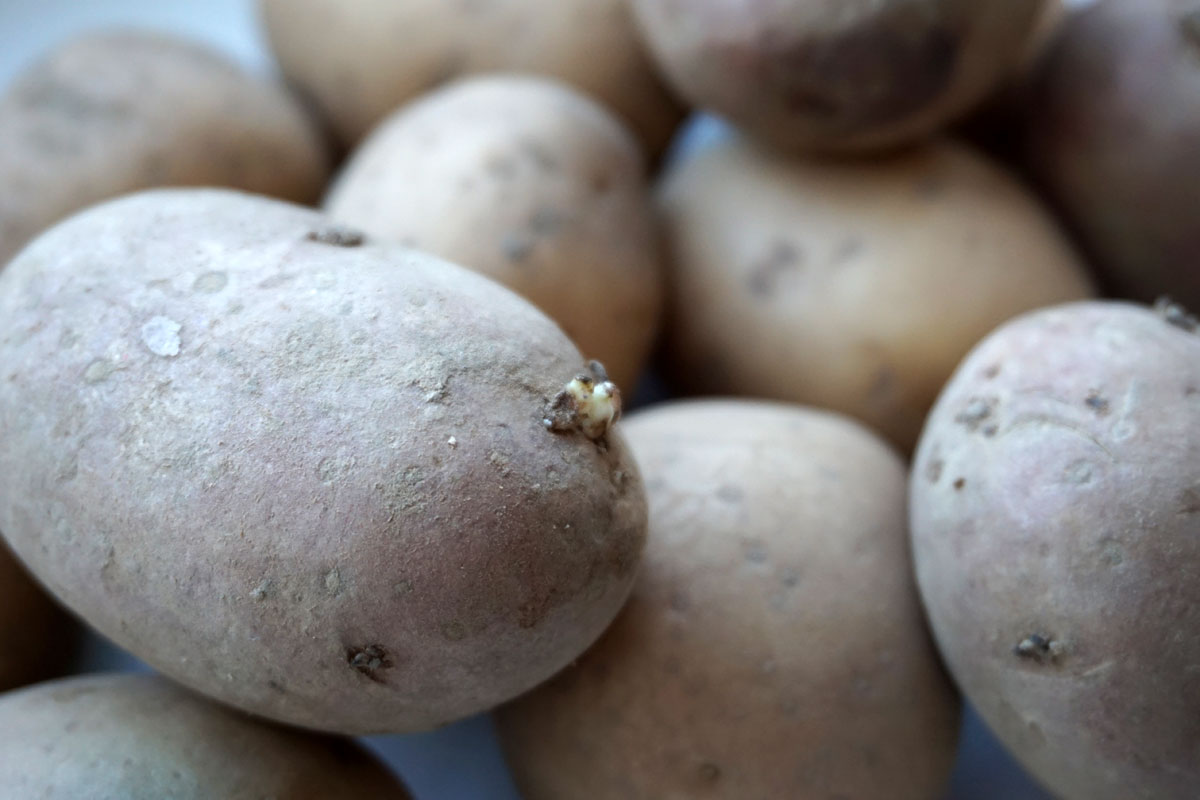 Проращивание картофеля