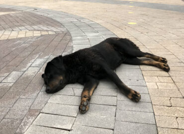 Простуда у собак