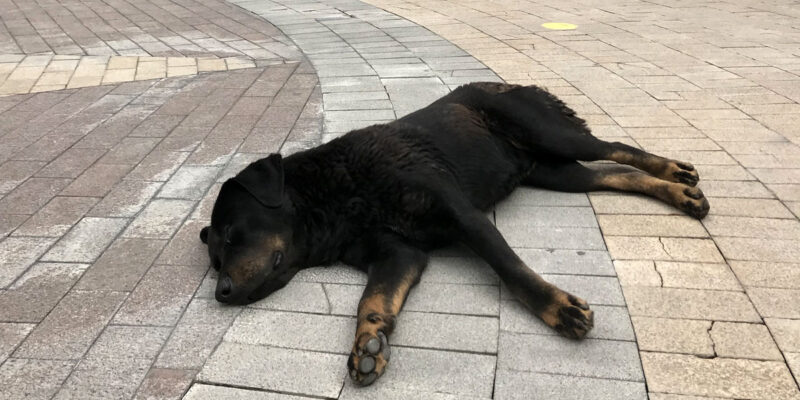 Простуда у собак