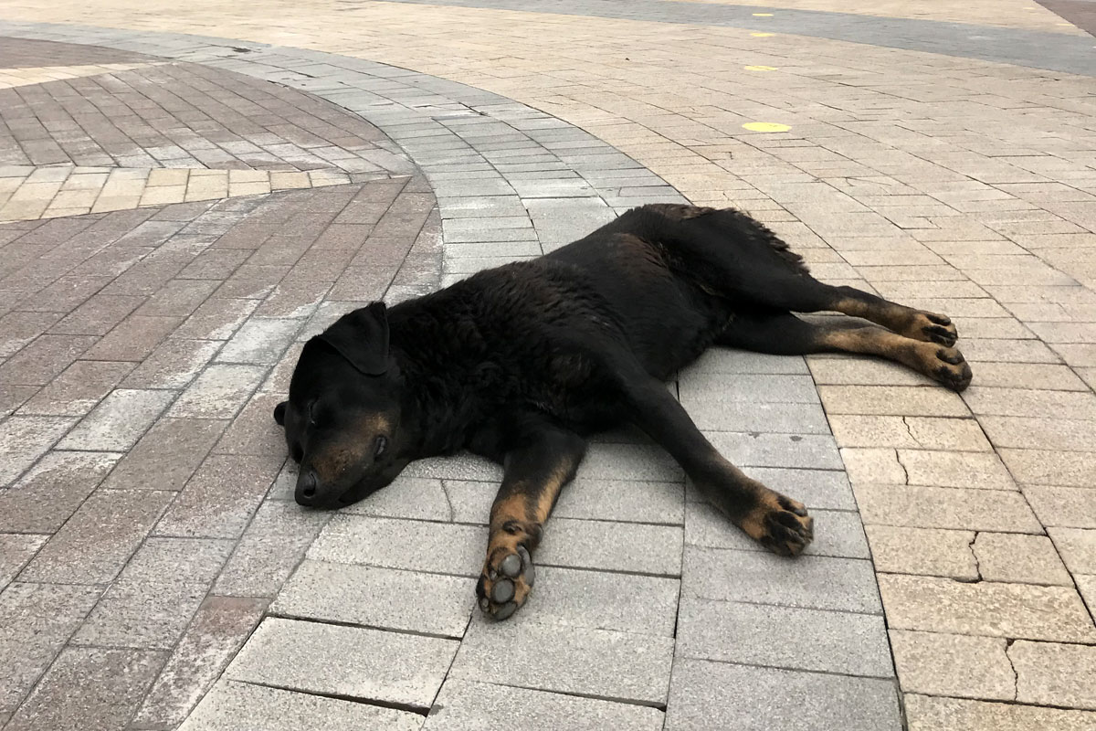 Простуда у собак