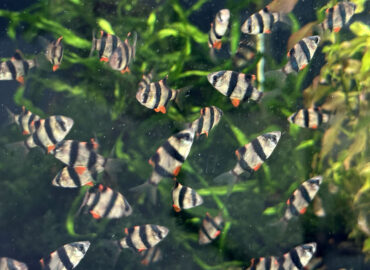 Суматранские барбусы (лат. Puntigrus tetrazona)