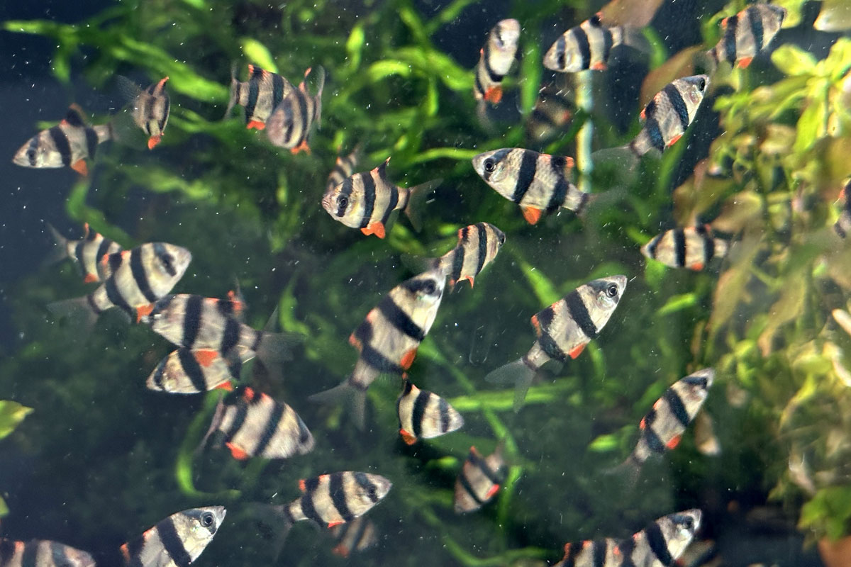 Суматранские барбусы (лат. Puntigrus tetrazona)