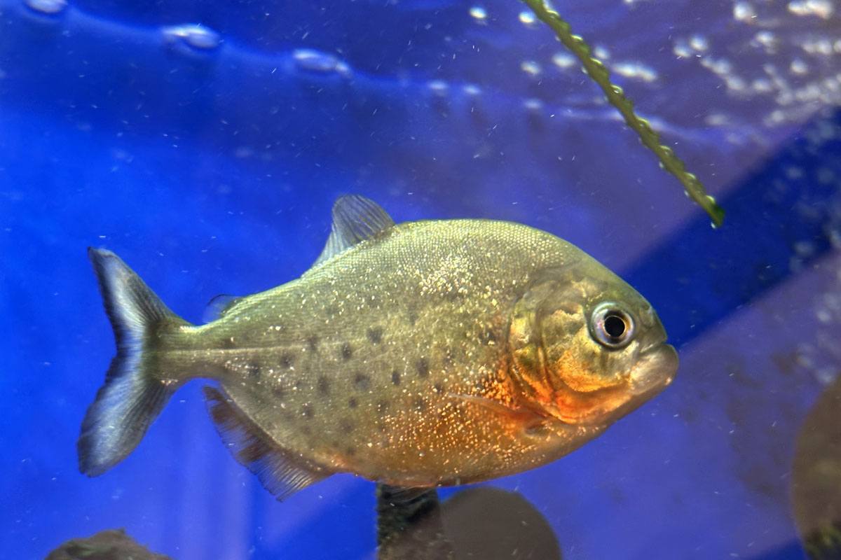 Пиранья краснобрюхая