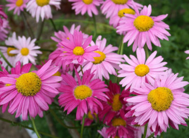 Пиретрум розовый (лат. Pyrethrum roseum)