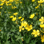 Лютик ползучий (лат. Ranunculus repens)