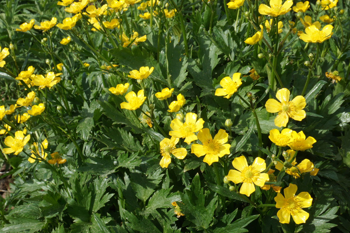 Лютик ползучий (лат. Ranunculus repens)