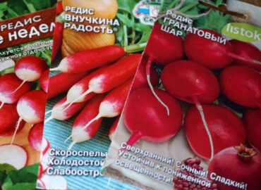 Посадка и выращивание редиса: рекомендации профессионалов