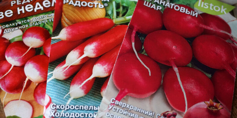 Посадка и выращивание редиса: рекомендации профессионалов